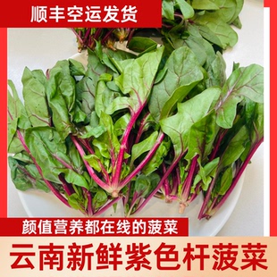 云南新鲜紫色菠菜红杆菠菜新鲜蔬菜现摘现发鲜嫩脆甜营养美味特色