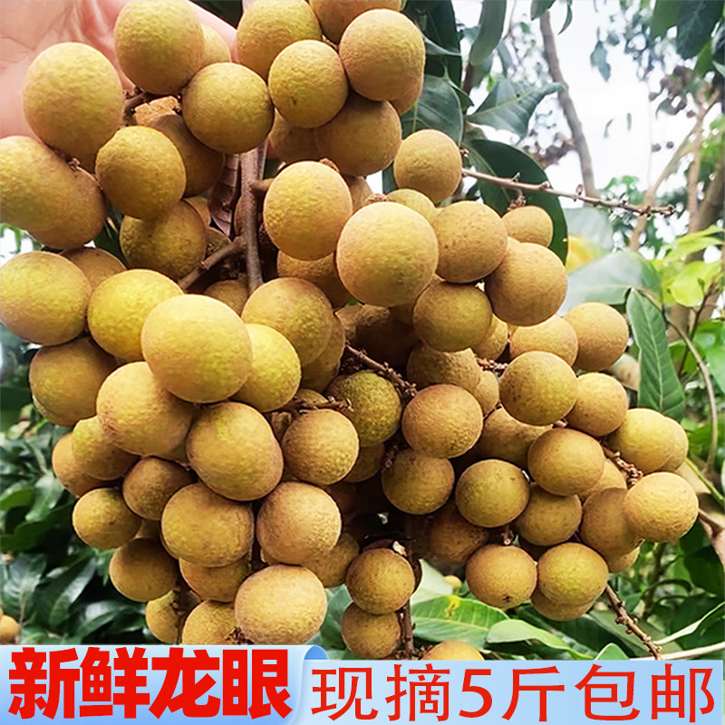 新鲜龙眼石硖储良现摘应季孕妇水果高州老树桂圆顺丰大果5斤包邮