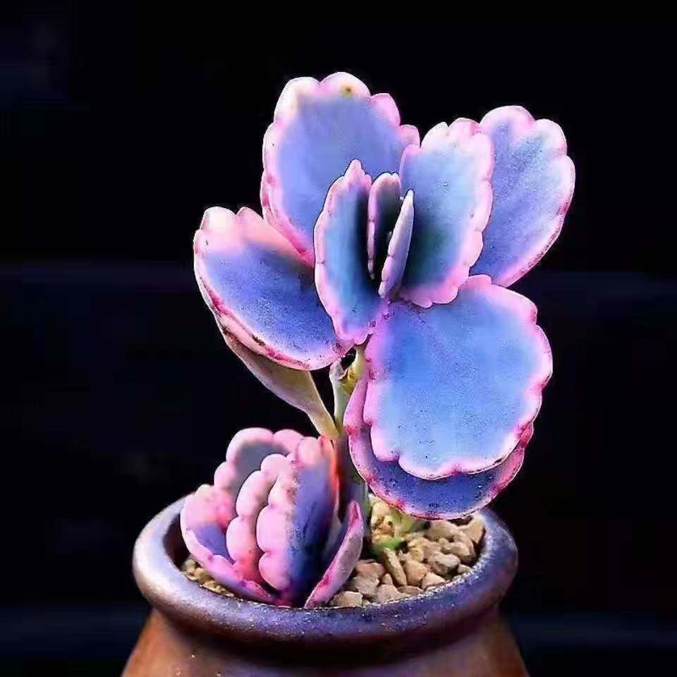 多肉植物蝴蝶之舞玉吊钟锦多肉易爆盆群生萌肉肉创意花卉绿植盆栽