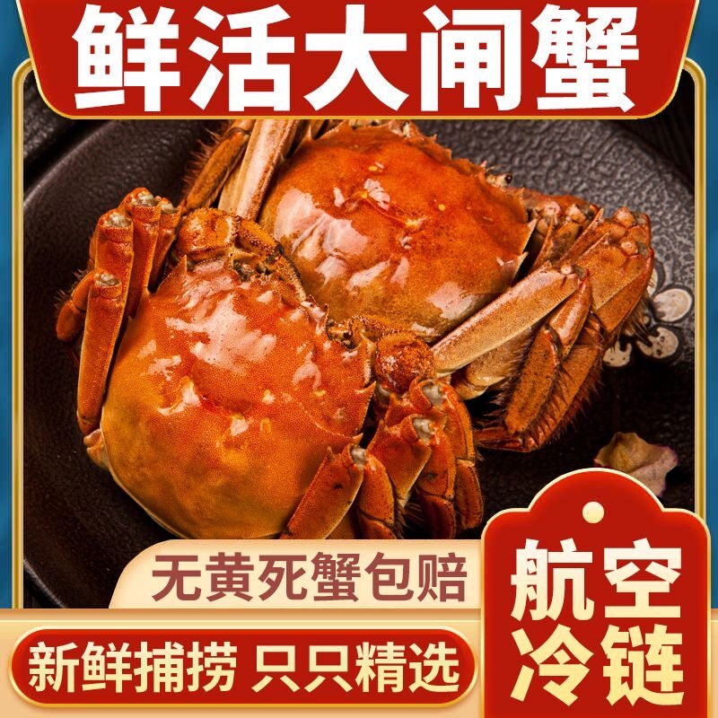 10只8只特大现货大闸蟹鲜活螃蟹礼品盒全母蟹活蟹河蟹