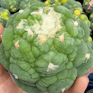 落地大尤918