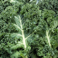 500g fresh kale vegetable juice, fitness green kale, edible raincoat kale, green leaf salad vegetables thumbnail 2