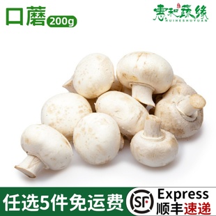 口蘑新鲜白蘑菇双孢菇煲汤火锅烧烤食材酒店蔬菜食用菌菇时令蔬菜