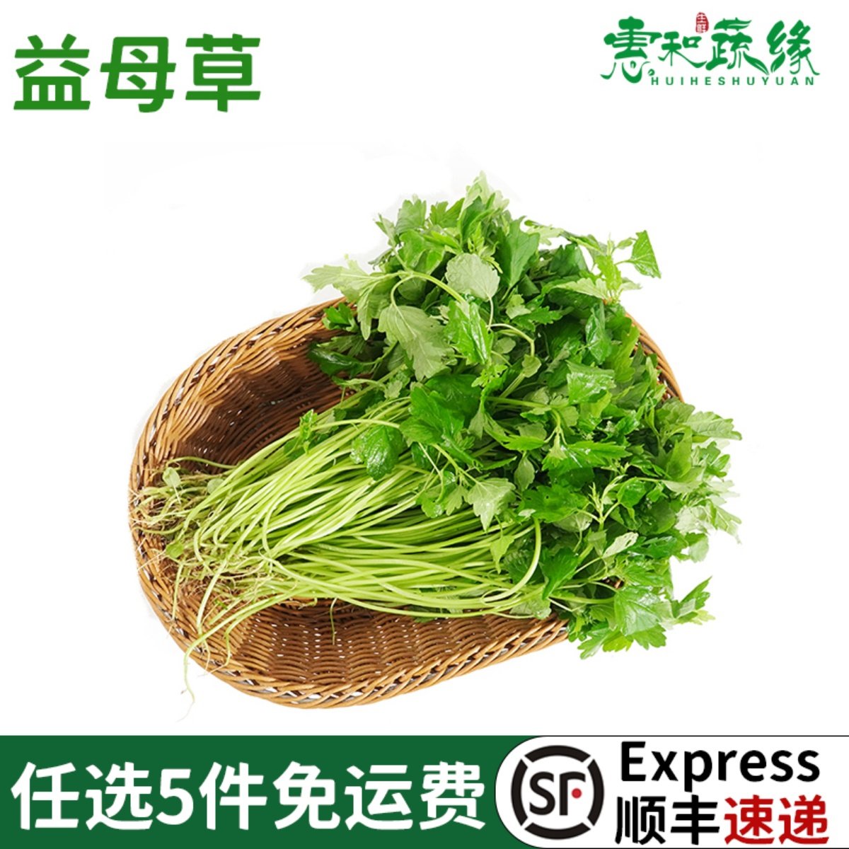 益母草新鲜坤草野菜女性修养生理期需要500g新鲜益母草菜鲜蔬菜