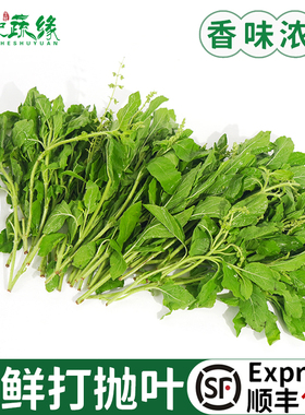 新鲜打抛叶新鲜蔬菜塔抛甲抛叶泰式打抛饭香料食用调味调料菜