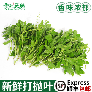 新鲜打抛叶新鲜蔬菜塔抛甲抛叶泰式 打抛饭香料食用调味调料菜