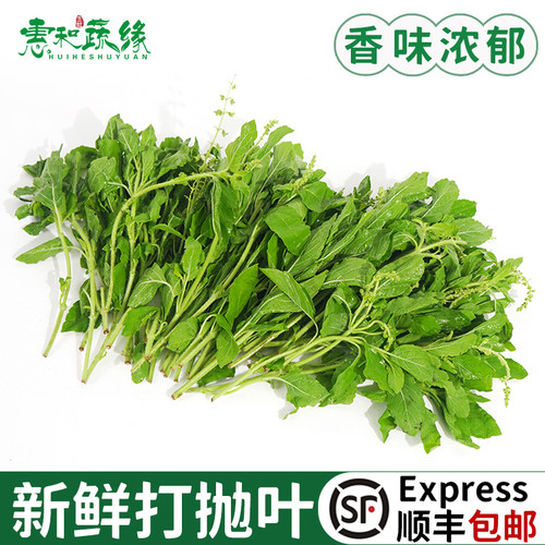 新鲜打抛叶新鲜蔬菜塔抛甲抛叶泰式打抛饭香料食用调味调料菜