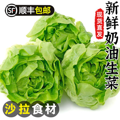 新鲜奶油生菜牛油生菜沙拉蔬菜食材波士顿生菜轻食西餐配菜生吃