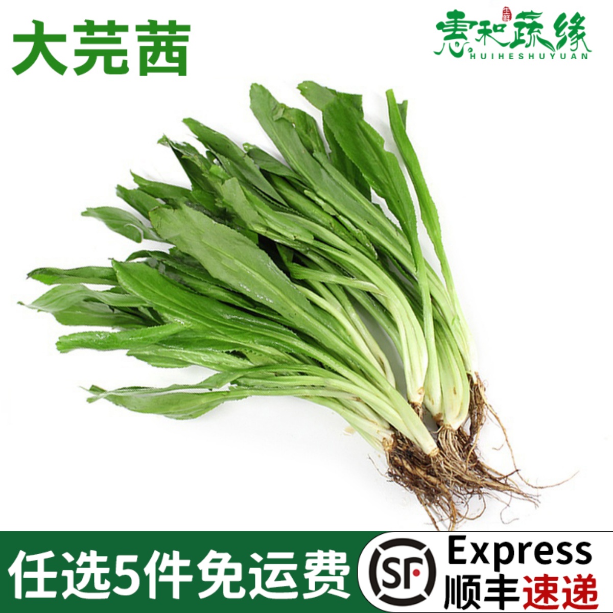 芫茜新鲜食用泰国香料菜