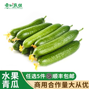 现摘现发农家无刺小青瓜水果青瓜新鲜小黄瓜凉拌生吃沙拉蔬菜食材