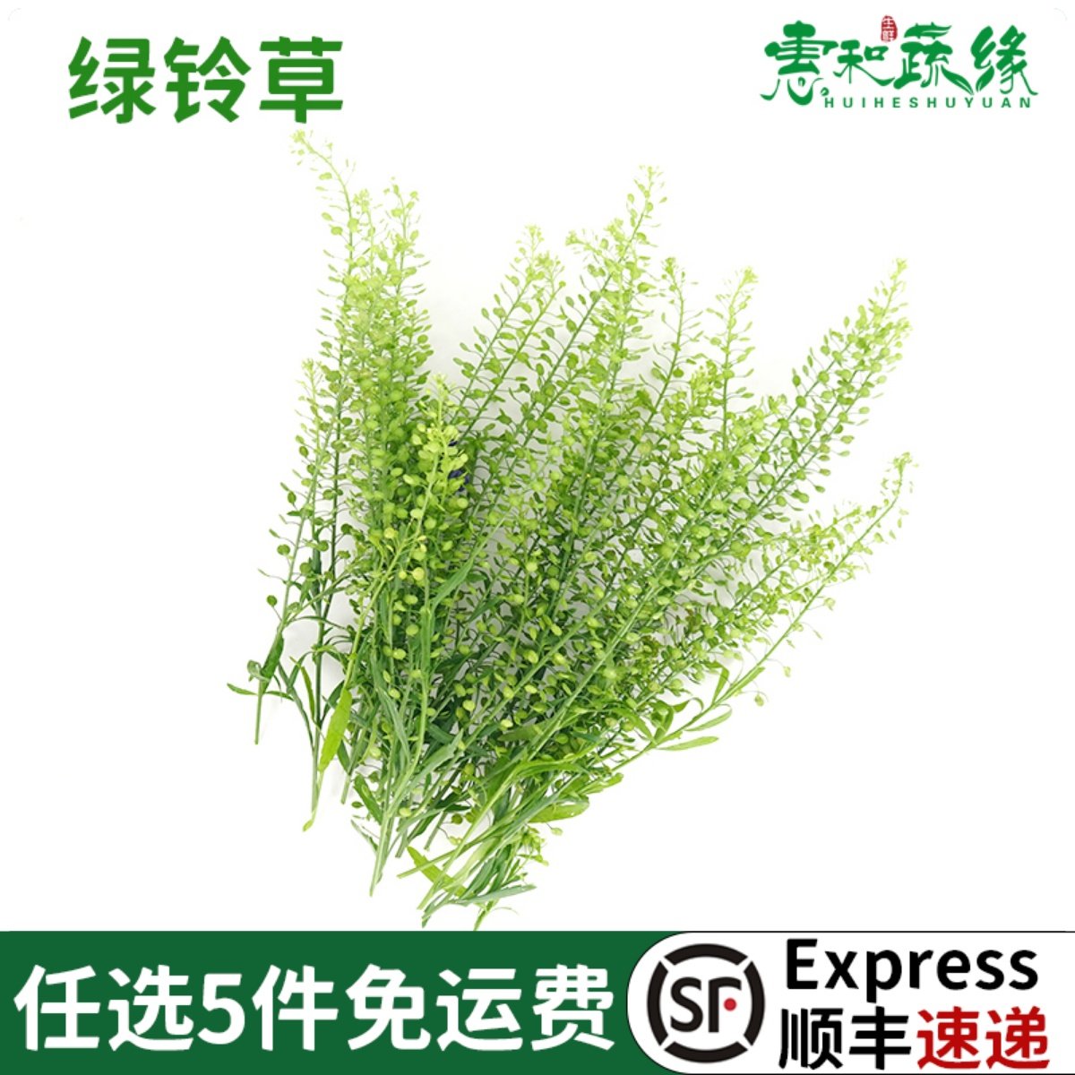 新鲜绿铃草日料冷菜摆盘蛋糕烘焙水晶草西餐酒店酒水装饰点缀花草