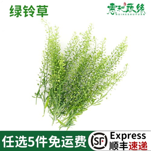 新鲜绿铃草日料冷菜摆盘蛋糕烘焙水晶草西餐酒店酒水装饰点缀花草