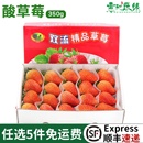 新鲜草莓双流冬草莓蛋糕装 现摘现发孕妇水果 饰广东省水果鲜草莓