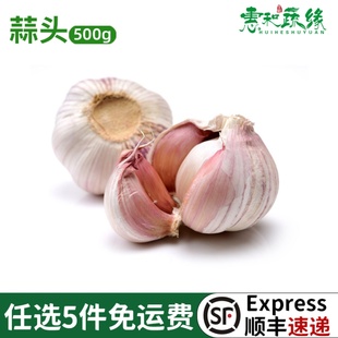新鲜大蒜头500g紫皮大蒜干蒜调料调味食材农家蒜新鲜蔬菜顺丰包邮