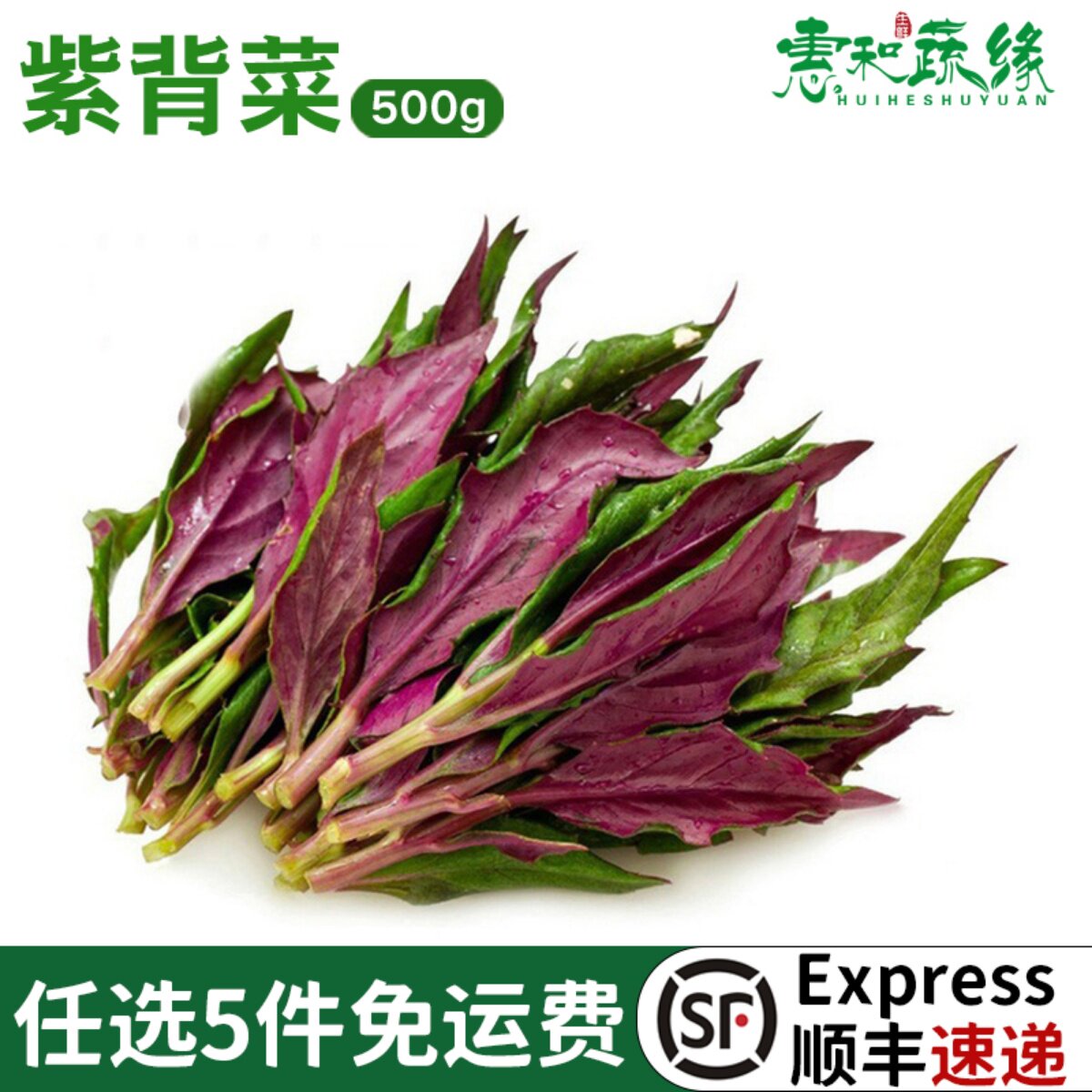 新鲜蔬菜观音菜紫背菜