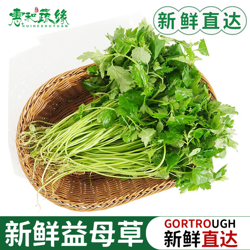 新鲜益母草坤草野菜新鲜鲜蔬菜女性修养生理期需要500g益母草菜