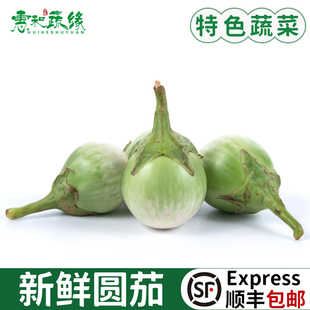 泰式品种新鲜圆茄 沙拉茄子大圆茄大茄芫茄 绿咖喱配料迷你青茄