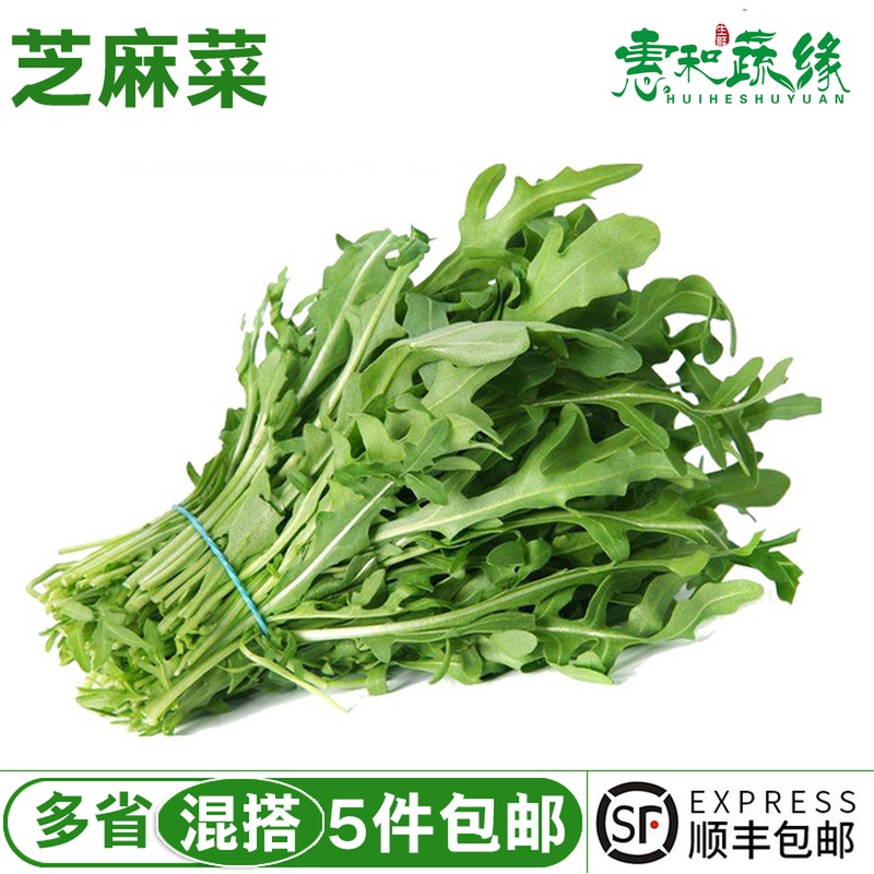 芝麻叶新鲜生菜火箭菜沙拉蔬菜