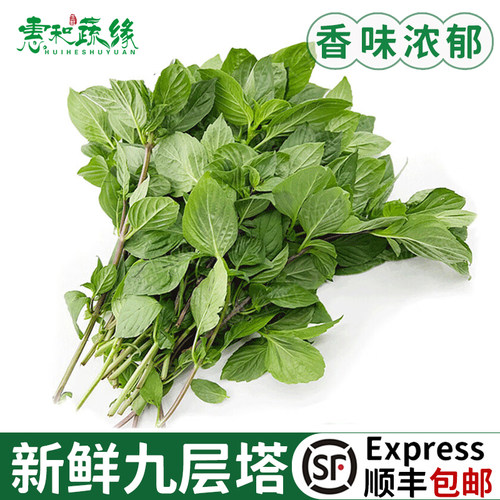 九层塔新鲜金不换食用冬阴功食材