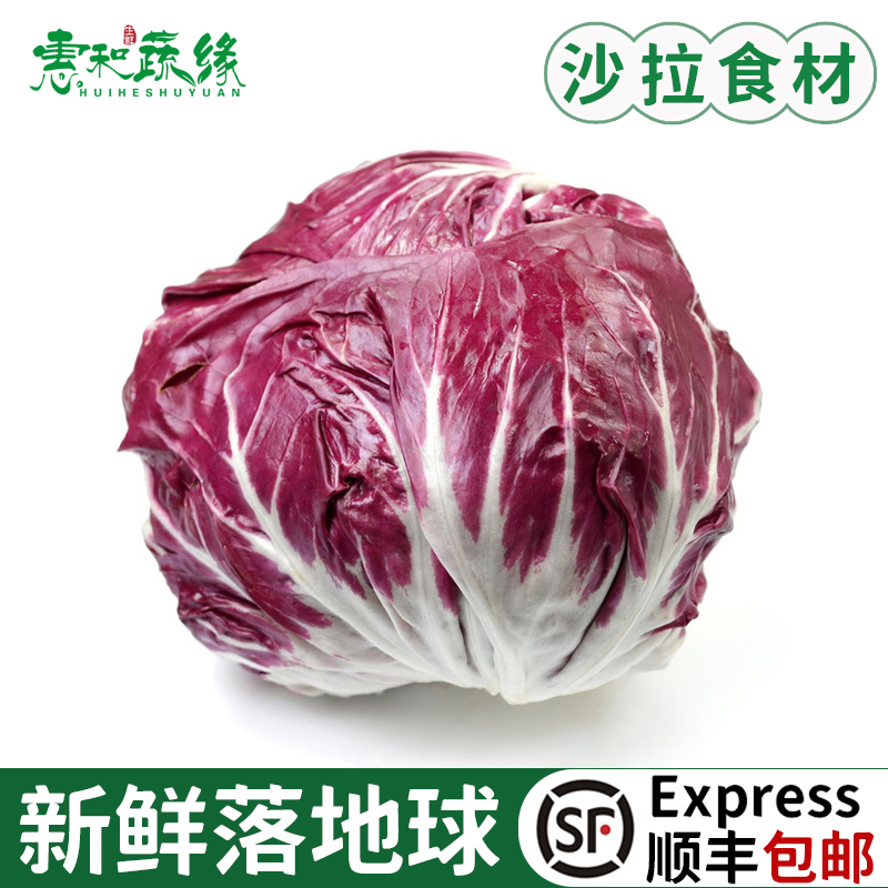 新鲜落地球生菜紫苣红菊苣绿叶红包健身洗切生吃蔬菜沙拉蔬菜新鲜