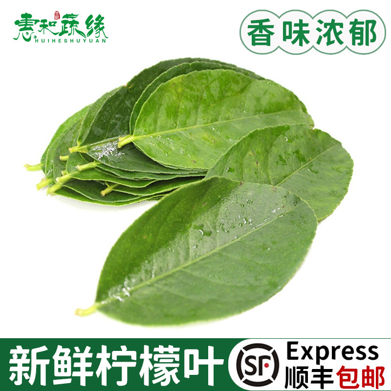 柠檬叶新鲜食用青柠叶鱼生切丝西餐香料菜调料烹饪冬阴功汤食材