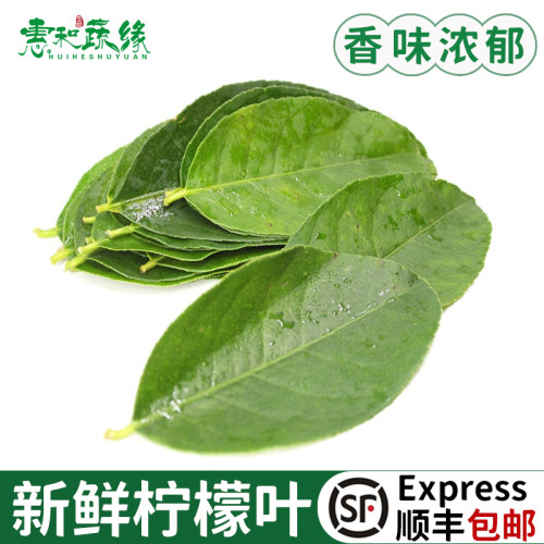 柠檬叶新鲜食用青柠叶鱼生切丝西餐香料菜调料烹饪冬阴功汤食材