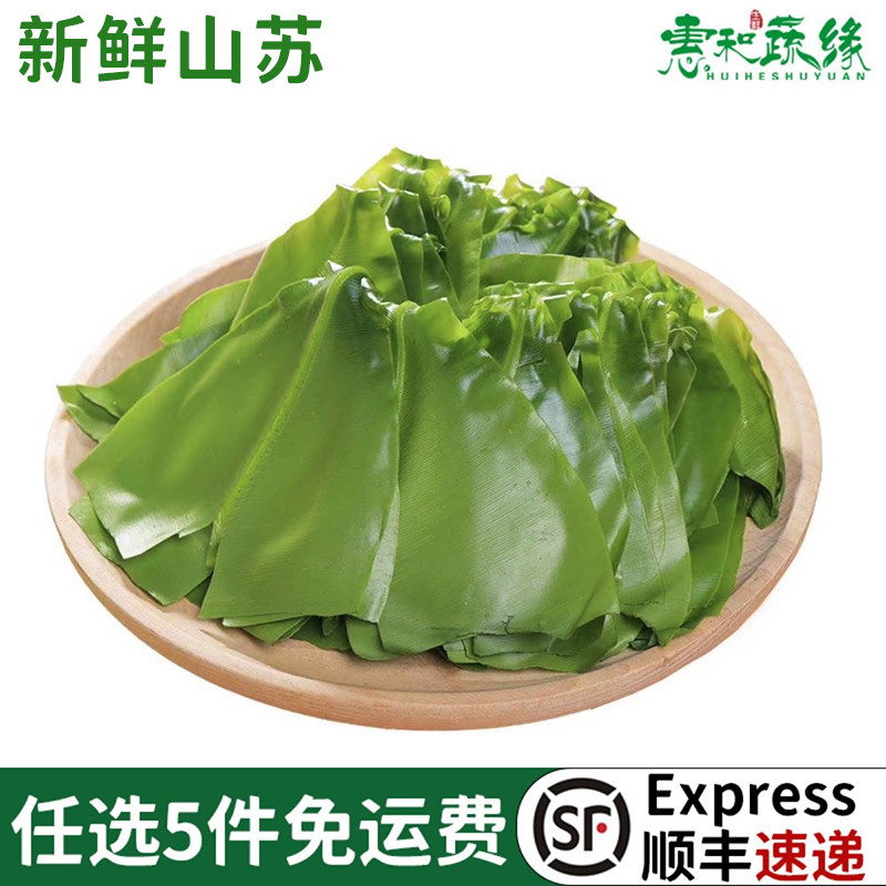新鲜台湾山苏叶蔬菜酒店特色食材食用鸟巢蕨野菜王山苏叶山苏菜