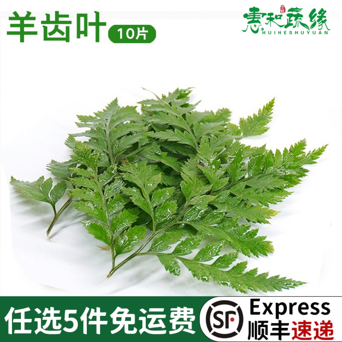 羊齿叶新鲜蛋糕饮品装饰点缀叶子