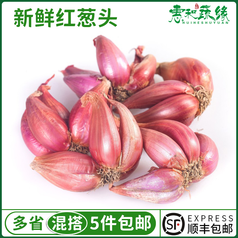 正宗红葱头500g干葱头香葱头火葱头种香新鲜小葱头农家自种小葱