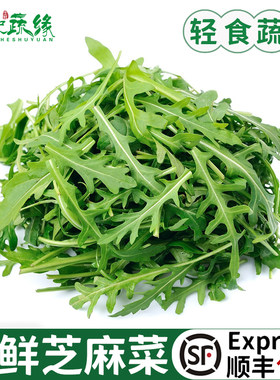 芝麻菜新鲜蔬菜芝麻叶沙拉蔬菜