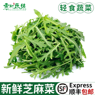 芝麻菜新鲜芝麻叶沙拉蔬菜食材轻食西餐生菜食用火箭菜包邮