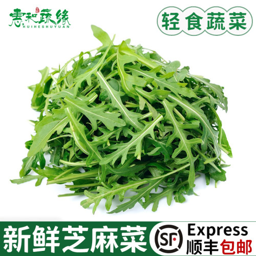 芝麻菜新鲜蔬菜芝麻叶沙拉蔬菜