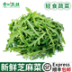 芝麻菜新鲜芝麻叶沙拉蔬菜食材轻食西餐生菜食用火箭菜 包邮