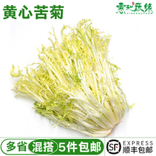 黄心苦菊新鲜蔬菜苦菊蔬菜沙拉西餐食材健身轻食蔬菜沙拉500g