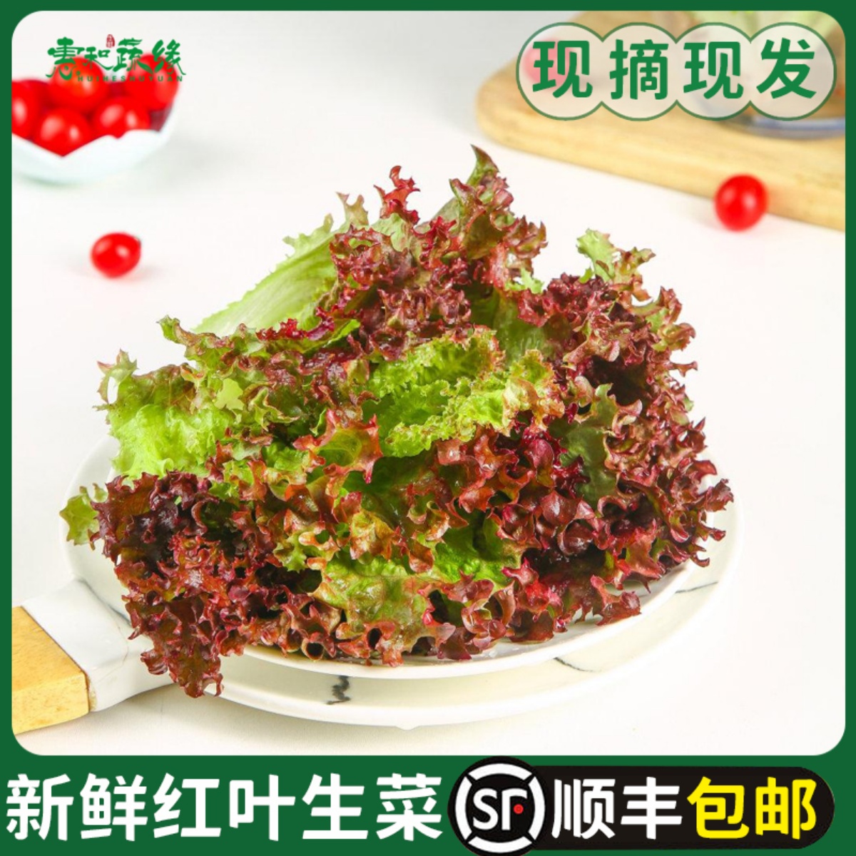 新鲜红叶生菜紫叶生菜西餐轻食生吃蔬菜沙拉食材色拉罗莎红生菜