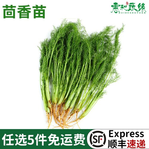 茴香菜新鲜现摘苗带500g饺子馅