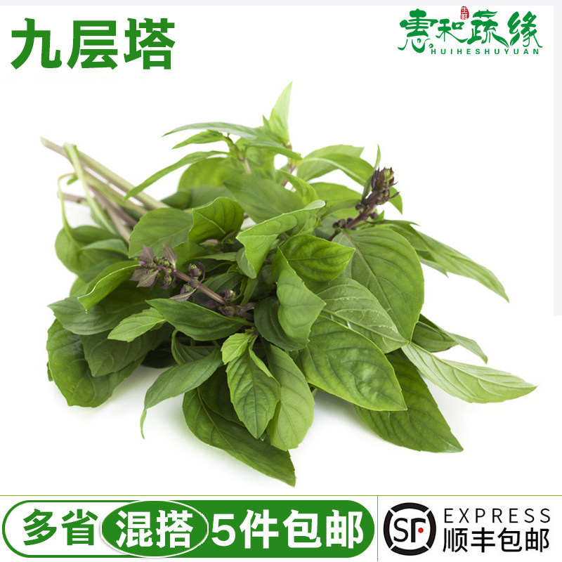 九层塔新鲜食用金不换台湾三杯鸡冬阴功食材香料菜调料调味蔬菜