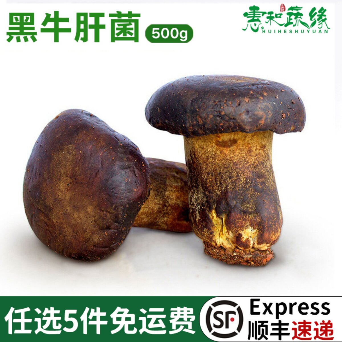 黑牛干菌新鲜可食用菌菇牛肝菌