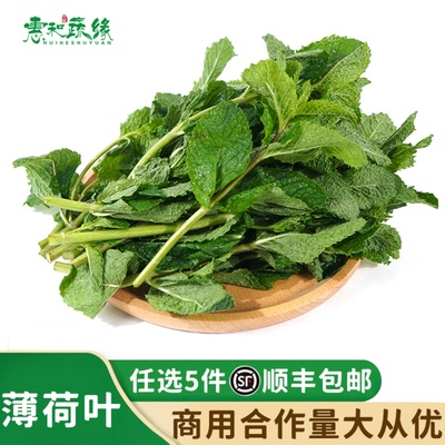 薄荷叶新鲜食用调酒装饰香料留兰香薄荷农家奶茶店用品蔬菜250g