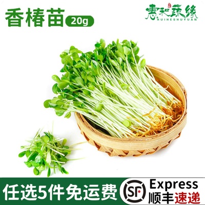香椿苗新鲜可食用20g芽苗菜酒楼西餐日料冷艺摆盘装饰花草点缀