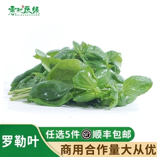 罗勒叶新鲜食用泰式冬阴功汤食材披萨草罗勒青酱西餐调味香料蔬菜