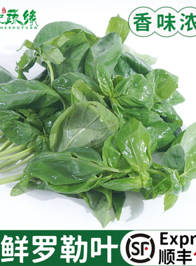 新鲜甜罗勒叶食用披萨草调味调料泰式香料菜青酱食材非九层塔蔬菜