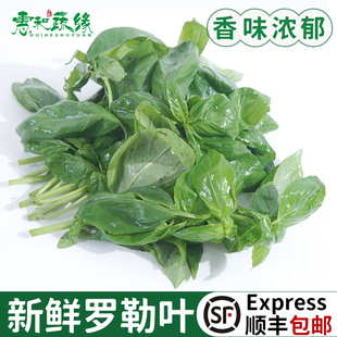 新鲜甜罗勒叶食用披萨草调味调料泰式香料菜青酱食材非九层塔蔬菜