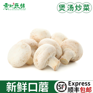 口蘑新鲜白蘑菇 食用菌菇双孢菇口菇煲汤炒菜火锅烧烤食材蔬菜