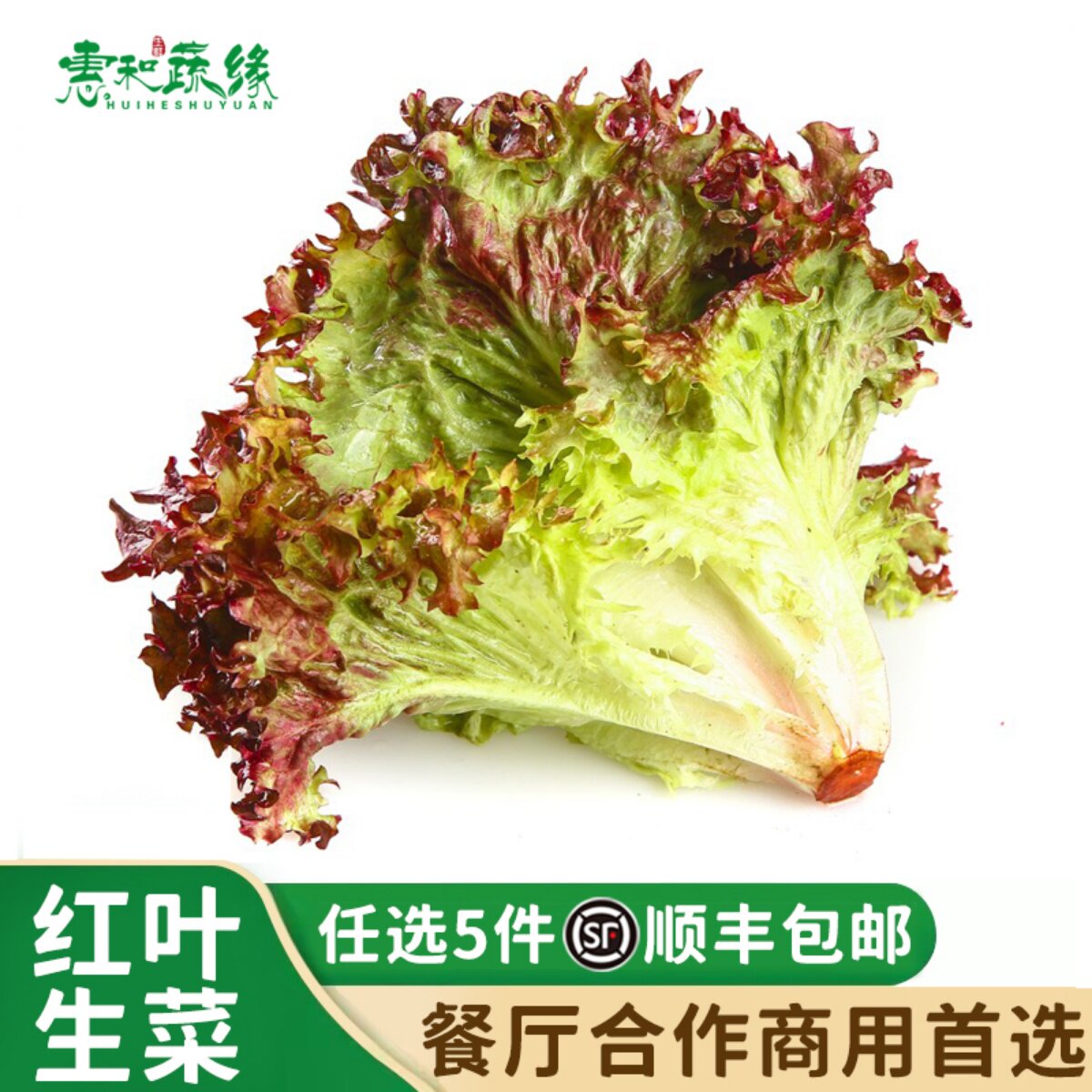 新鲜红叶生菜250g紫色生菜西餐轻食沙拉蔬菜食材生吃罗莎红生菜