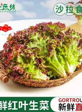 新鲜红叶生菜紫叶生菜西餐蔬菜沙拉食材凉拌生吃轻食色拉罗莎红