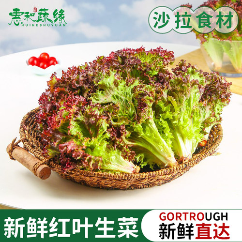 新鲜红叶生菜紫叶生菜西餐蔬菜沙拉食材凉拌生吃轻食色拉罗莎红