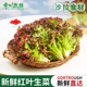 新鲜红叶生菜紫叶生菜西餐蔬菜沙拉食材凉拌生吃轻食色拉罗莎红