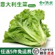 新鲜意大利生菜沙拉蔬菜叶质脆嫩口感西餐沙拉蔬菜500g普通生菜
