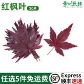 新鲜真空红枫叶枫树叶非绿枫叶现摘现发30片西餐日料餐饮摆盘装 饰